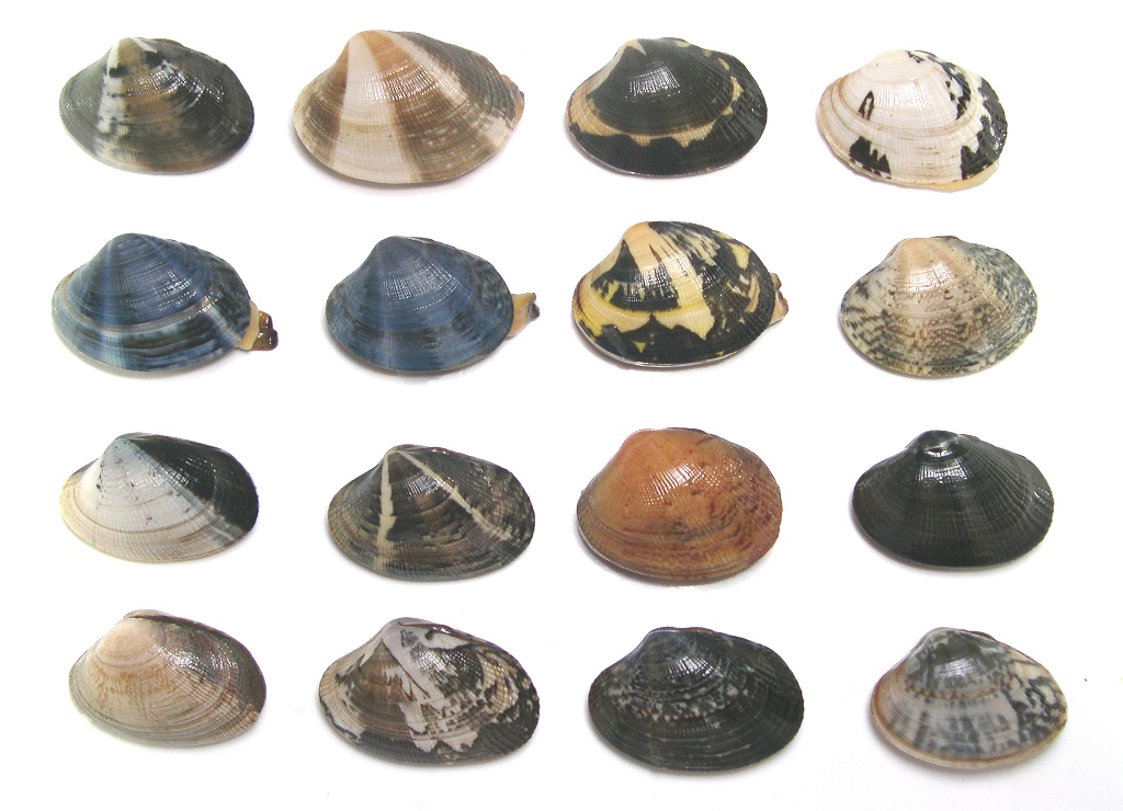 Manila clam polymorphism displaying varied shell patterns from Ise Bay, Japan