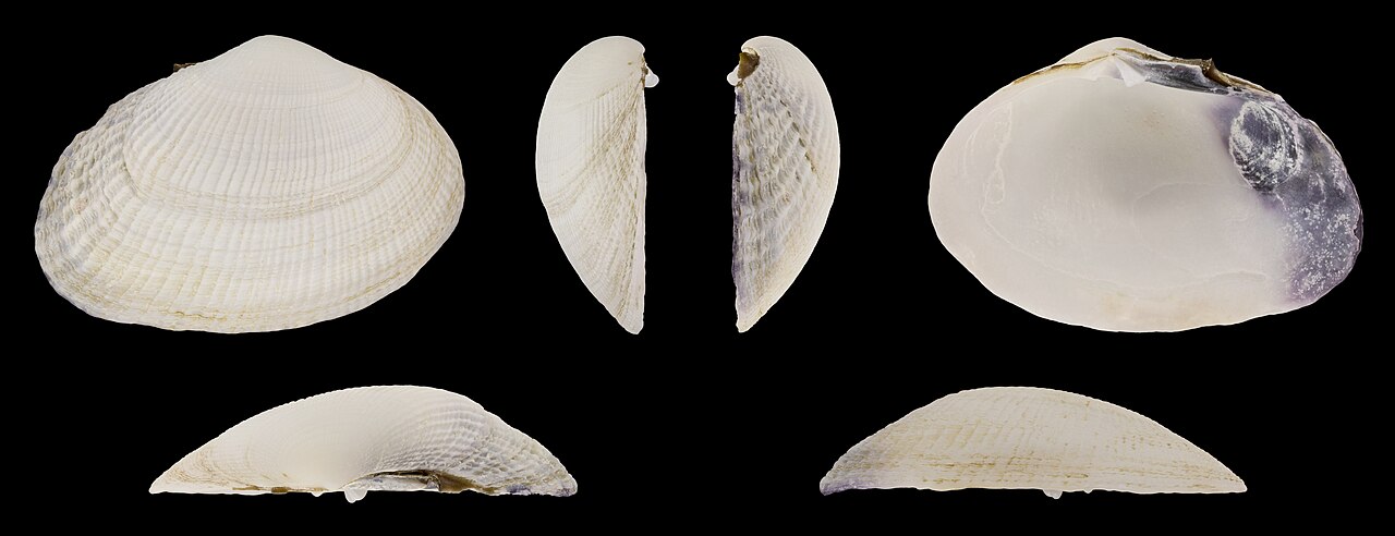 Manila clam right and left valves showing signature purple interior markings